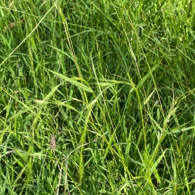 Microlaena stipoides (Weeping Grass) at Percival Hill - 16 Feb 2024 by JaneR