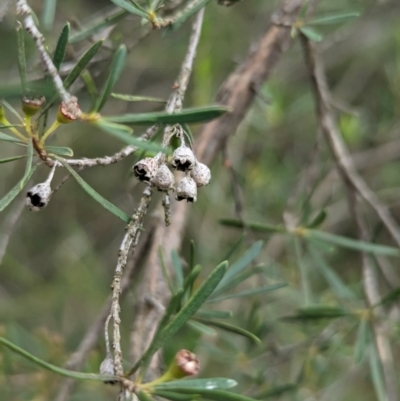 Kunzea ericoides (Burgan) at The Pinnacle - 14 Feb 2024 by CattleDog