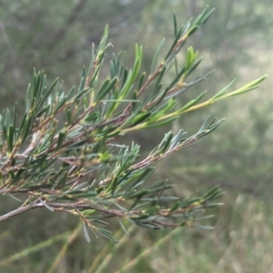 Kunzea ericoides at The Pinnacle - 15 Feb 2024