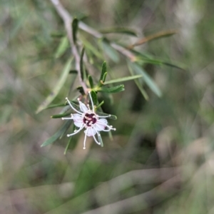 Kunzea ericoides at The Pinnacle - 15 Feb 2024