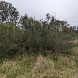 Kunzea ericoides at The Pinnacle - 15 Feb 2024