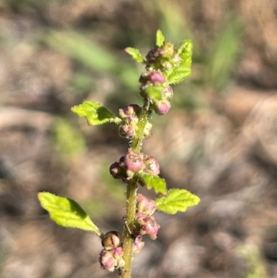 Dysphania pumilio (Small Crumbweed) at Percival Hill - 16 Feb 2024 by JaneR