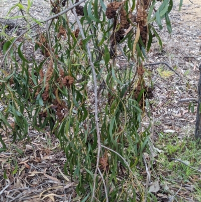 Uromycladium implexae at The Pinnacle - 14 Feb 2024 by CattleDog