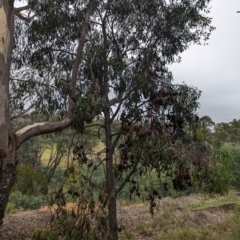 Uromycladium implexae at The Pinnacle - 15 Feb 2024 10:13 AM