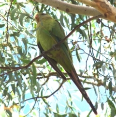 Polytelis swainsonii (Superb Parrot) - 1 Jan 1900 by betchern0t