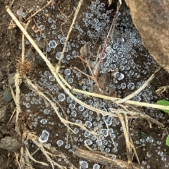 Unverified Uncategorised Fungi at Wambrook, NSW - 17 Jan 2024 by brunonia