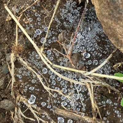 Unverified Uncategorised Fungi at Wambrook, NSW - 17 Jan 2024 by brunonia