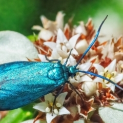 Pollanisus viridipulverulenta (Satin-green Forester) at Acton, ACT - 11 Feb 2024 by WHall