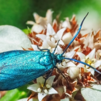 Pollanisus viridipulverulenta (Satin-green Forester) at Acton, ACT - 11 Feb 2024 by WHall