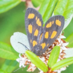 Asura cervicalis (Spotted Lichen Moth) at Acton, ACT - 11 Feb 2024 by WHall