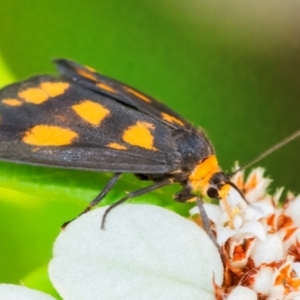 Asura cervicalis at ANBG - 12 Feb 2024 10:29 AM