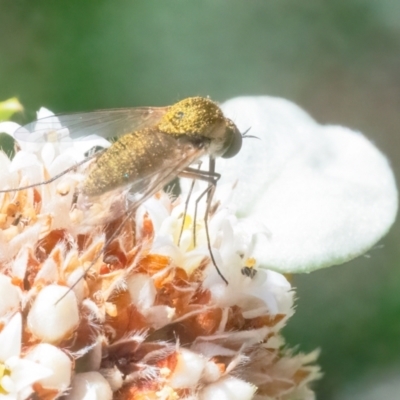 Geron sp. (genus) (Slender Bee Fly) at ANBG - 12 Feb 2024 by WHall