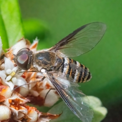 Villa sp. (genus) (Unidentified Villa bee fly) at ANBG - 11 Feb 2024 by WHall