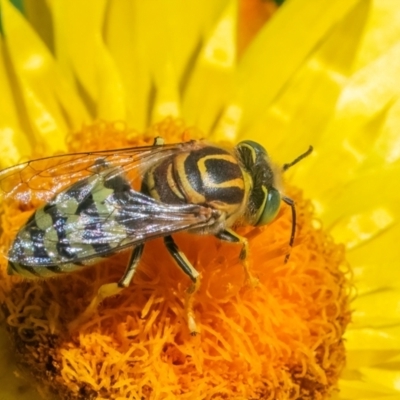 Bembix sp. (genus) (Unidentified Bembix sand wasp) at Acton, ACT - 11 Feb 2024 by WHall