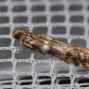 Ephestiopsis oenobarella at QPRC LGA - 15 Feb 2024