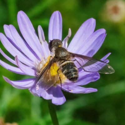 Villa sp. (genus) (Unidentified Villa bee fly) at ANBG - 12 Feb 2024 by WHall