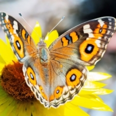 Junonia villida (Meadow Argus) at ANBG - 12 Feb 2024 by WHall