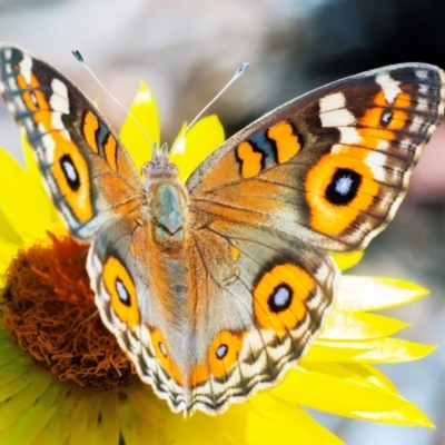 Junonia villida (Meadow Argus) at Acton, ACT - 11 Feb 2024 by WHall