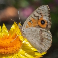 Junonia villida at ANBG - 12 Feb 2024