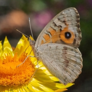 Junonia villida at ANBG - 12 Feb 2024 10:52 AM