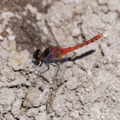 Diplacodes melanopsis (Black-faced Percher) at Wollogorang, NSW - 27 Jan 2024 by RomanSoroka