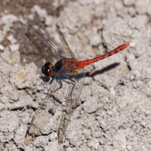 Diplacodes melanopsis at Wollogorang, NSW - 27 Jan 2024