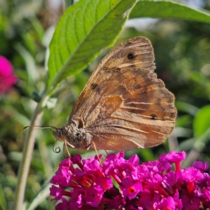Heteronympha merope at QPRC LGA - 16 Feb 2024 04:13 PM