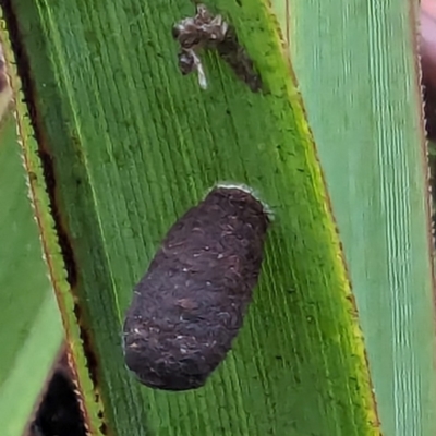 Aporocera sp. (genus) (Unidentified Aporocera leaf beetle) at QPRC LGA - 15 Feb 2024 by HelenCross