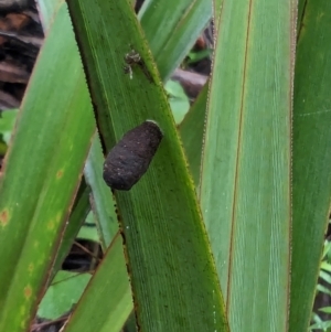 Aporocera sp. (genus) at QPRC LGA - 16 Feb 2024