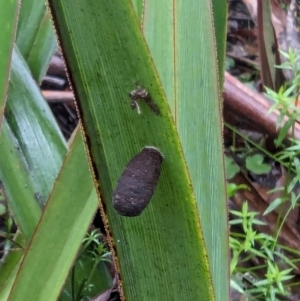 Aporocera sp. (genus) at QPRC LGA - 16 Feb 2024