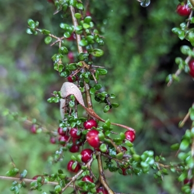 Coprosma quadrifida (Prickly Currant Bush, Native Currant) at QPRC LGA - 16 Feb 2024 by HelenCross