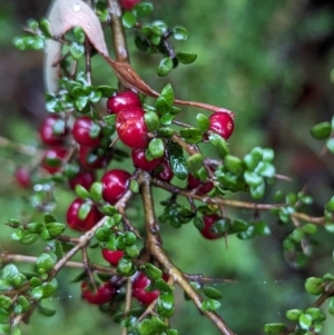 Coprosma quadrifida at QPRC LGA - 16 Feb 2024