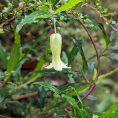 Billardiera mutabilis (Climbing Apple Berry, Apple Berry, Snot Berry, Apple Dumblings, Changeable Flowered Billardiera) at Harolds Cross, NSW - 16 Feb 2024 by HelenCross