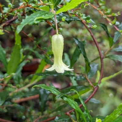 Billardiera mutabilis (Climbing Apple Berry, Apple Berry, Snot Berry, Apple Dumblings, Changeable Flowered Billardiera) at Harolds Cross, NSW - 16 Feb 2024 by HelenCross