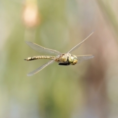 Hemianax papuensis (Australian Emperor) at Wollogorang, NSW - 27 Jan 2024 by RomanSoroka