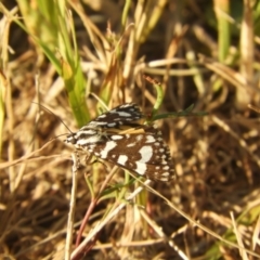 Ipanica cornigera at Murrumbateman, NSW - 16 Feb 2024 06:25 PM