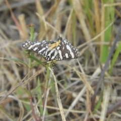 Ipanica cornigera at Murrumbateman, NSW - 16 Feb 2024