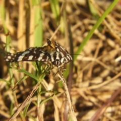 Ipanica cornigera at Murrumbateman, NSW - 16 Feb 2024