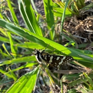 Ipanica cornigera at Murrumbateman, NSW - 16 Feb 2024