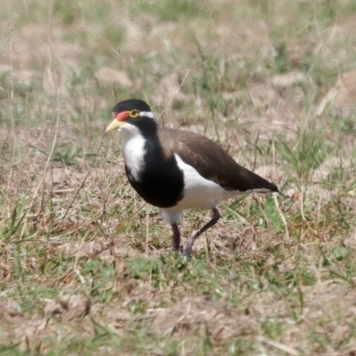 Vanellus tricolor (Banded Lapwing) at Wollogorang, NSW - 27 Jan 2024 by RomanSoroka