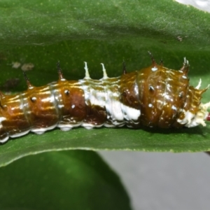 Papilio aegeus at QPRC LGA - suppressed