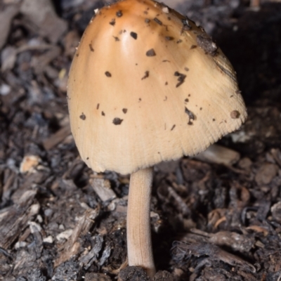 Unidentified Cap on a stem; gills below cap [mushrooms or mushroom-like] at Jerrabomberra, NSW - 16 Feb 2024 by DianneClarke