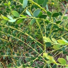 Acacia brachybotrya (Grey Mulga, Grey Wattle) at Hall, ACT - 13 Feb 2024 by strigo