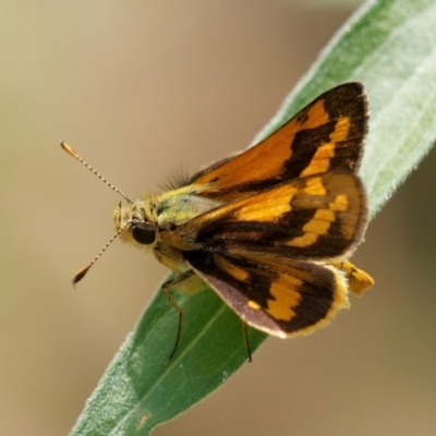 Ocybadistes walkeri (Green Grass-dart) at Chisholm, ACT - 31 Jan 2024 by RomanSoroka