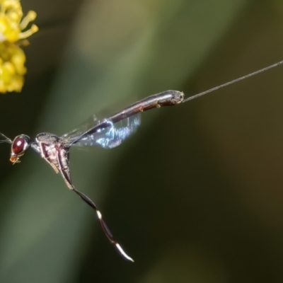 Gasteruption sp. (genus) (Gasteruptiid wasp) at Chisholm, ACT - 1 Feb 2024 by RomanSoroka