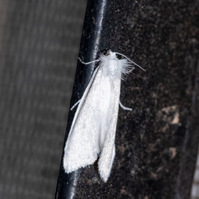 Tipanaea patulella (A Crambid moth) at Wingecarribee Local Government Area - 1 Feb 2024 by Aussiegall