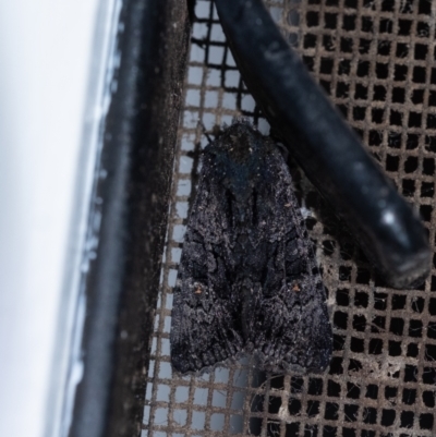 Neumichtis nigerrima (Black Turnip Moth) at Wingecarribee Local Government Area - 1 Feb 2024 by Aussiegall