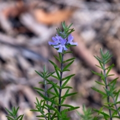 Westringia eremicola (Slender Western Rosemary) at Wingecarribee Local Government Area - 3 Feb 2024 by Aussiegall