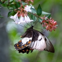 Papilio aegeus (Orchard Swallowtail, Large Citrus Butterfly) at Wingecarribee Local Government Area - 11 Feb 2024 by Aussiegall