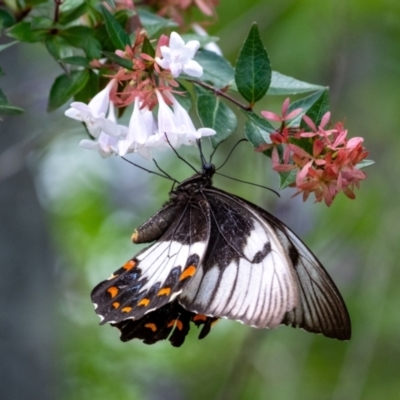 Papilio aegeus (Orchard Swallowtail, Large Citrus Butterfly) at Wingecarribee Local Government Area - 11 Feb 2024 by Aussiegall